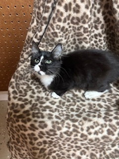 picture of the cat needing adoption