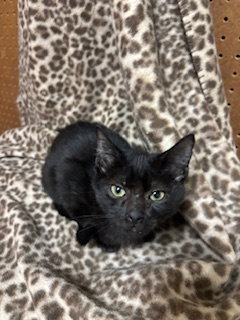picture of the cat needing adoption