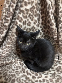BARRY - Domestic Short Hair available for adoption