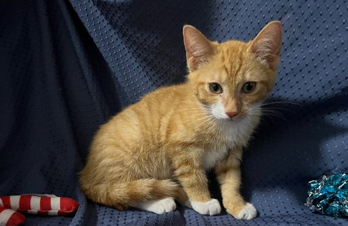 picture of the cat needing adoption