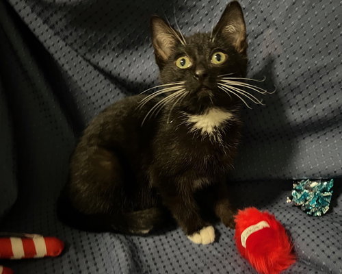 picture of the cat needing adoption