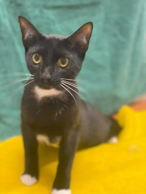 Henry - Domestic Short Hair
