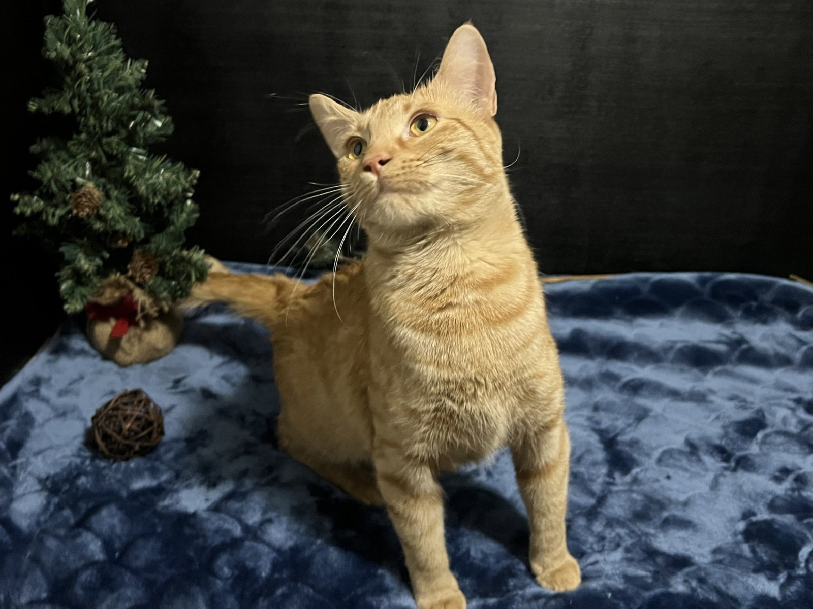 Nala Image