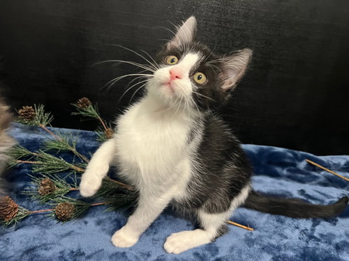picture of the cat needing adoption