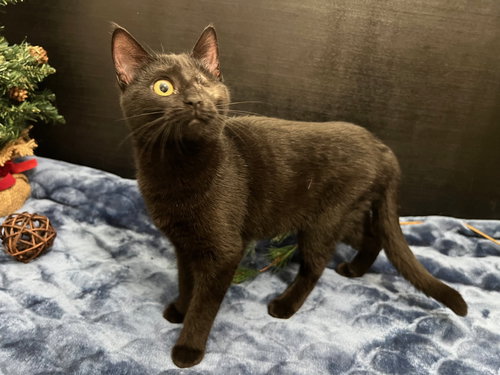 picture of the cat needing adoption