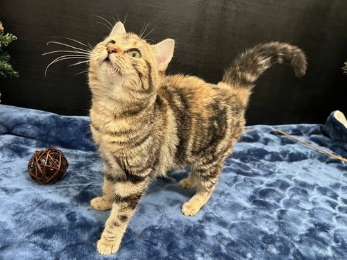 picture of the cat needing adoption