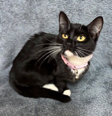 Arianna Image