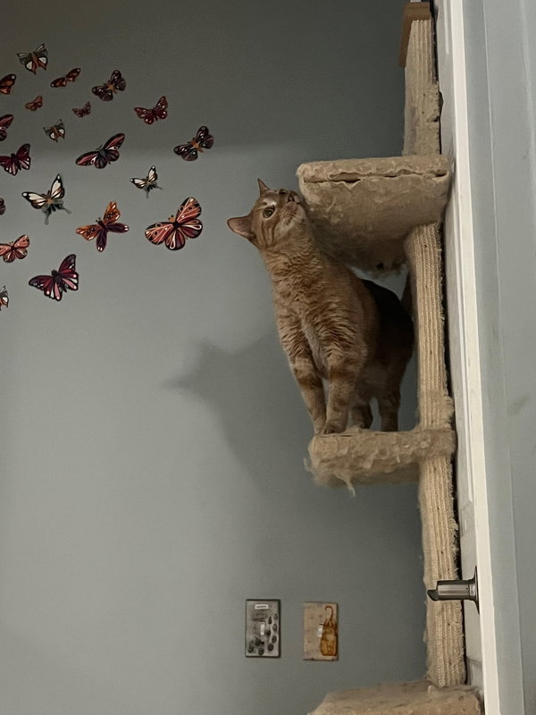 Cheeto