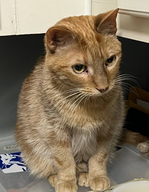 Cheeto, an adoptable Tabby in Fayetteville, GA