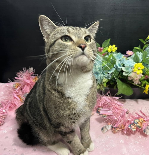 Charlee, an adoptable Tabby in Fayetteville, GA