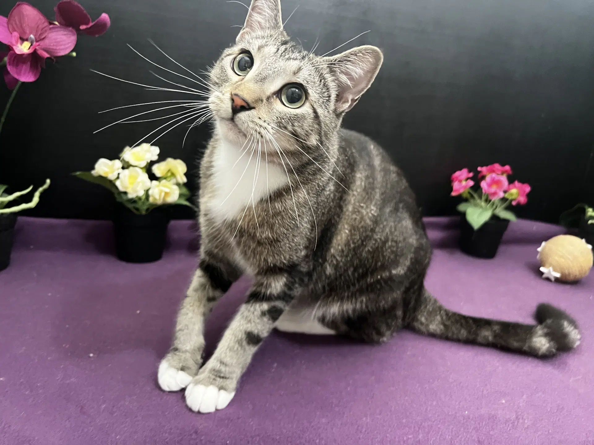 Charlee - Tabby