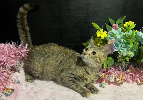 Nikki, an adoptable Tabby in Fayetteville, GA