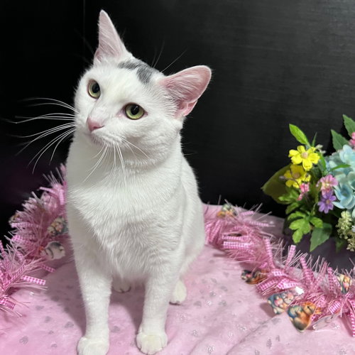 Momo, an adoptable Domestic Short Hair in Fayetteville, GA