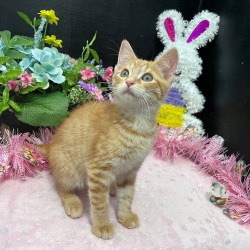 Elvio, an adoptable Tabby in Fayetteville, GA