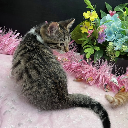 Breeann, an adoptable Tabby in Fayetteville, GA