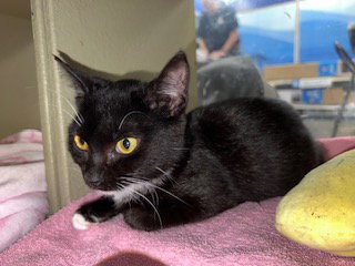 Sally, Baby Tuxedo / Domestic Short Hair / Mixed (short coat), cat for adoption in Marietta, Georgia