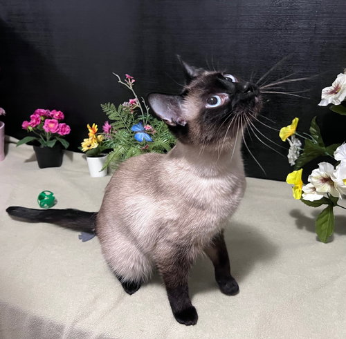 Autumn, Young Siamese / Domestic Short Hair / Mixed (short coat), cat for adoption in Marietta, Georgia