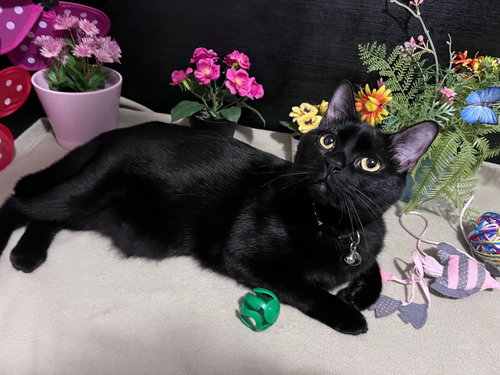 Wishbone, Young Domestic Short Hair / Mixed (short coat), cat for adoption in Marietta, Georgia