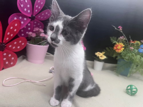 Birdy, Baby Domestic Short Hair / Mixed (short coat), cat for adoption in Marietta, Georgia
