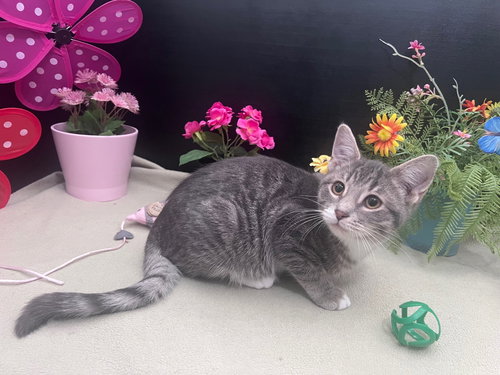 Binx, Baby Domestic Short Hair / Tabby / Mixed (short coat), cat for adoption in Marietta, Georgia