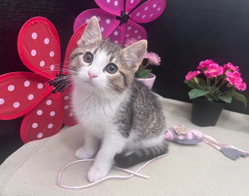 Fennel, Baby Domestic Short Hair / Tabby / Mixed (short coat), cat for adoption in Marietta, Georgia