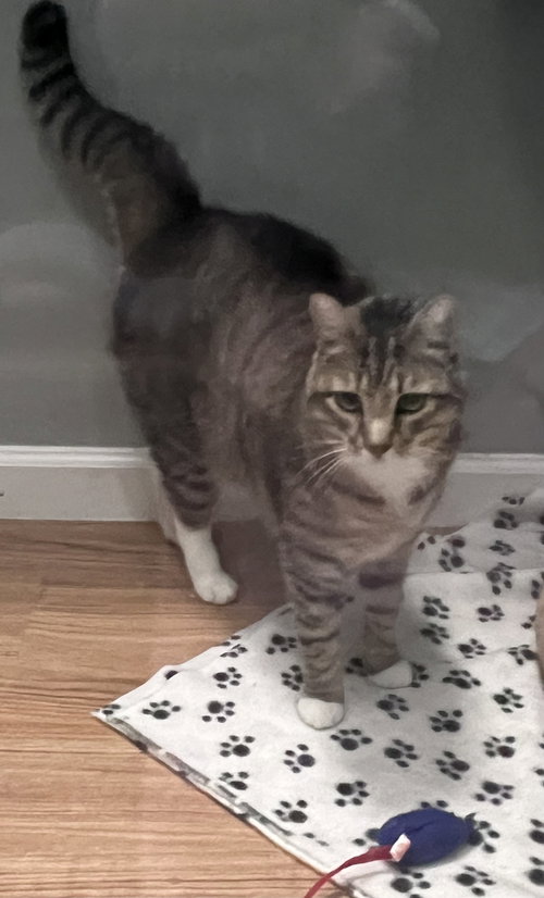 Waffle, an adoptable Tabby in Fayetteville, GA