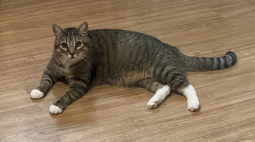 Waffle, a cat for adoption from RescueCats, Inc.