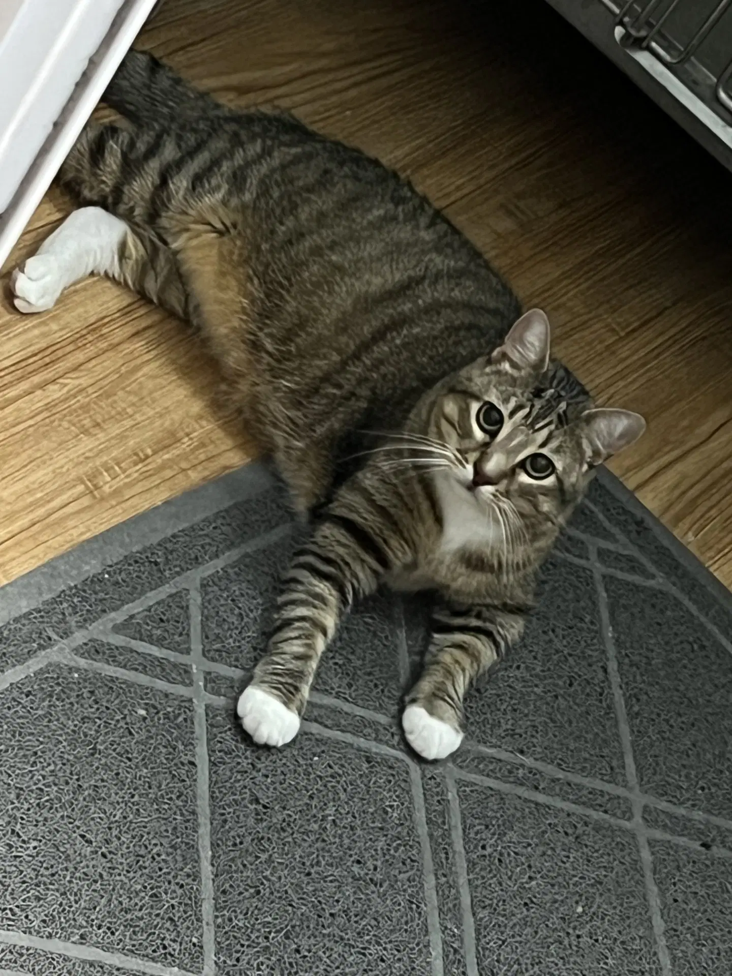 Waffle image 2