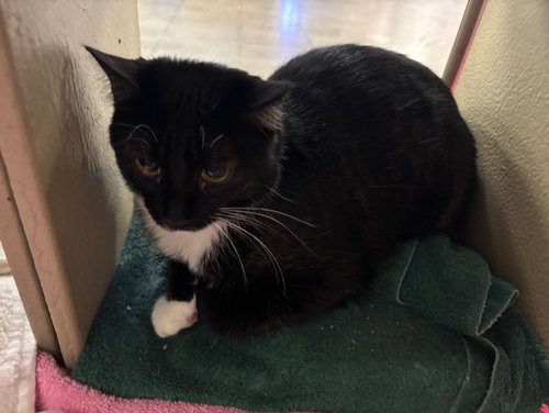 Elwood, an adoptable Domestic Short Hair in Fayetteville, GA