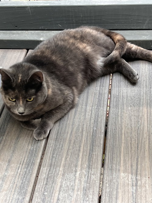 Pumpkin, an adoptable Tortoiseshell in Fayetteville, GA