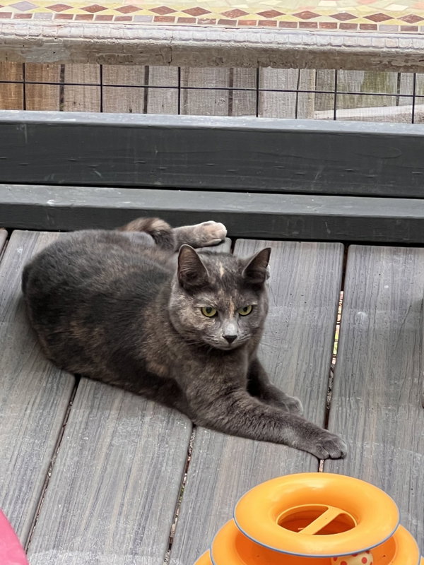 Pumpkin