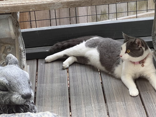 Mama, an adoptable Domestic Short Hair in Fayetteville, GA