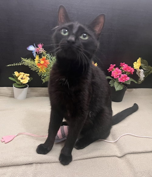 Georgia, an adoptable Domestic Short Hair in Fayetteville, GA