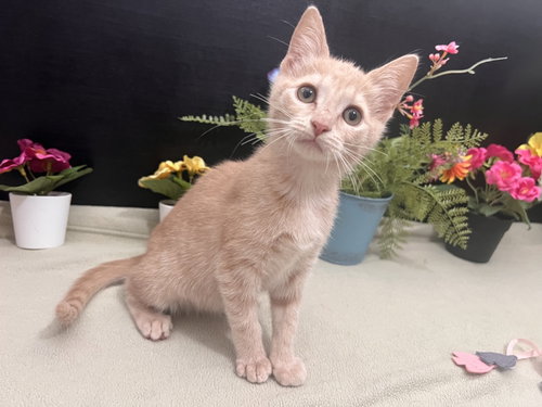 Catalina, an adoptable Tabby in Fayetteville, GA