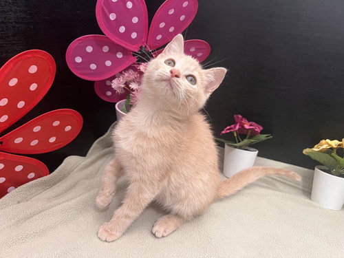 Cataleya, an adoptable Tabby in Fayetteville, GA