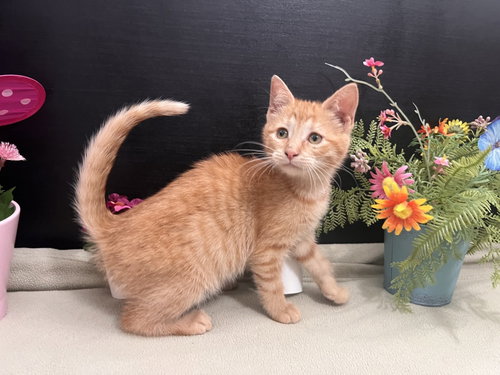Catarine, an adoptable Tabby in Fayetteville, GA