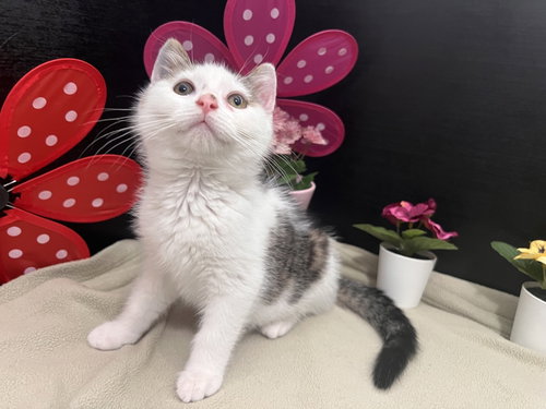 Falafel, an adoptable Tabby in Fayetteville, GA