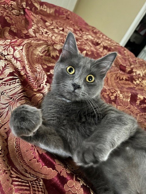 Journey, an adoptable Domestic Short Hair in Fayetteville, GA
