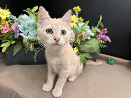 Cattin, an adoptable Tabby in Fayetteville, GA