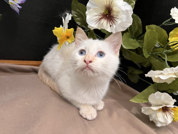Catura