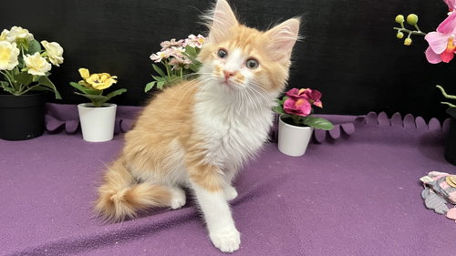 Pawsome, Baby Tabby / Domestic Medium Hair / Mixed (medium coat), cat for adoption in Fayetteville, Georgia