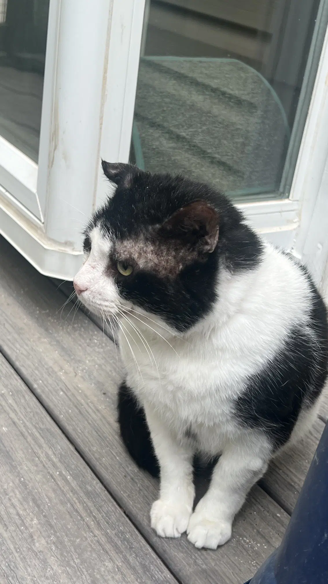 Oka - Domestic Short Hair