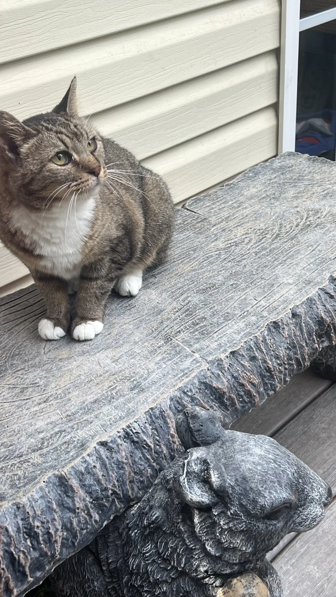Kawai - Tabby