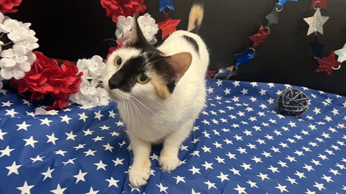 Kelly, an adoptable Calico in Fayetteville, GA