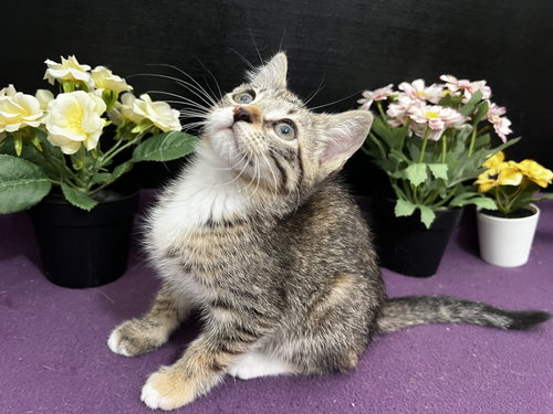 Jasmine, an adoptable Tabby in Fayetteville, GA