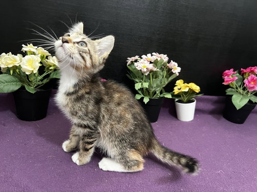 Penelope, an adoptable Tabby in Fayetteville, GA