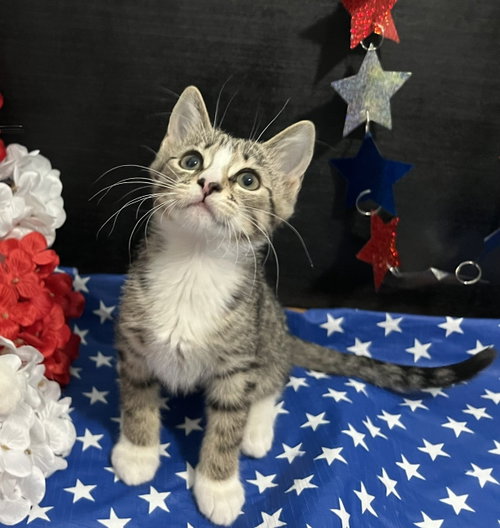 Chopin, an adoptable Tabby in Fayetteville, GA