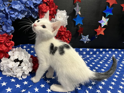 Mozart, an adoptable Domestic Short Hair in Fayetteville, GA