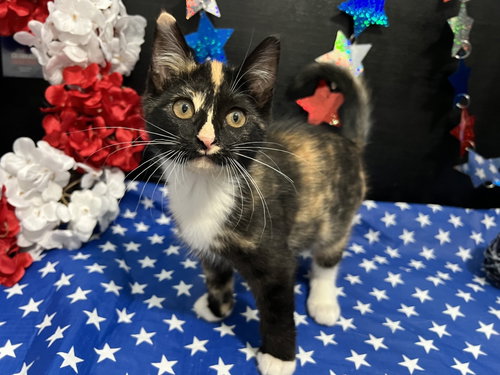 Tori, an adoptable Calico in Fayetteville, GA