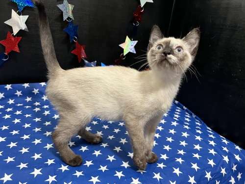 Jazzy, an adoptable Siamese in Fayetteville, GA